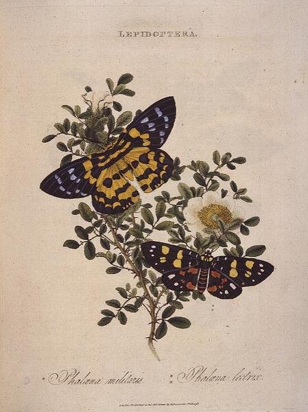 Borboletas: Phalaena Militaris, Phalaena Lectrix, pub. pela artista de Edward Donovan