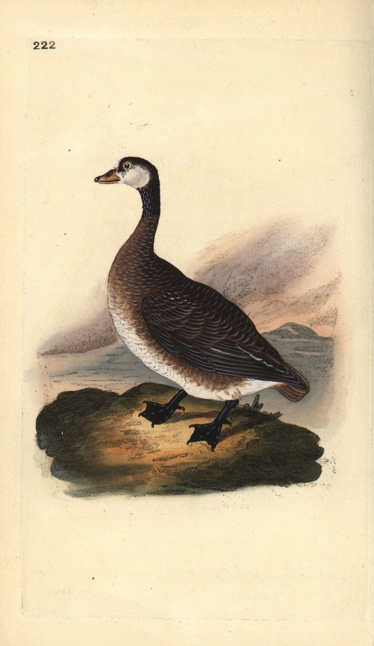 Ganso do Canadá, Branta canadensis. Placa de cobre colorida à mão desenhada e gravada por Edward Donovan a partir de sua própria "Natural History of British Birds", Londres de Edward Donovan