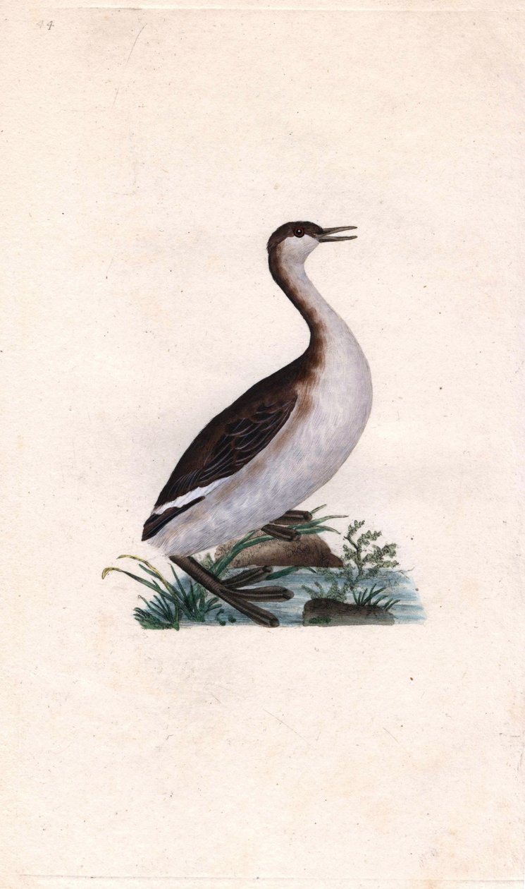 Castagny grebe. Tachybaptus ruficollis (Podiceps nigricans). Gravura em cobre de Edward Donovan (1768-1837), publicada na Histoire naturelle des oiseaux britanniques, Londres. de Edward Donovan