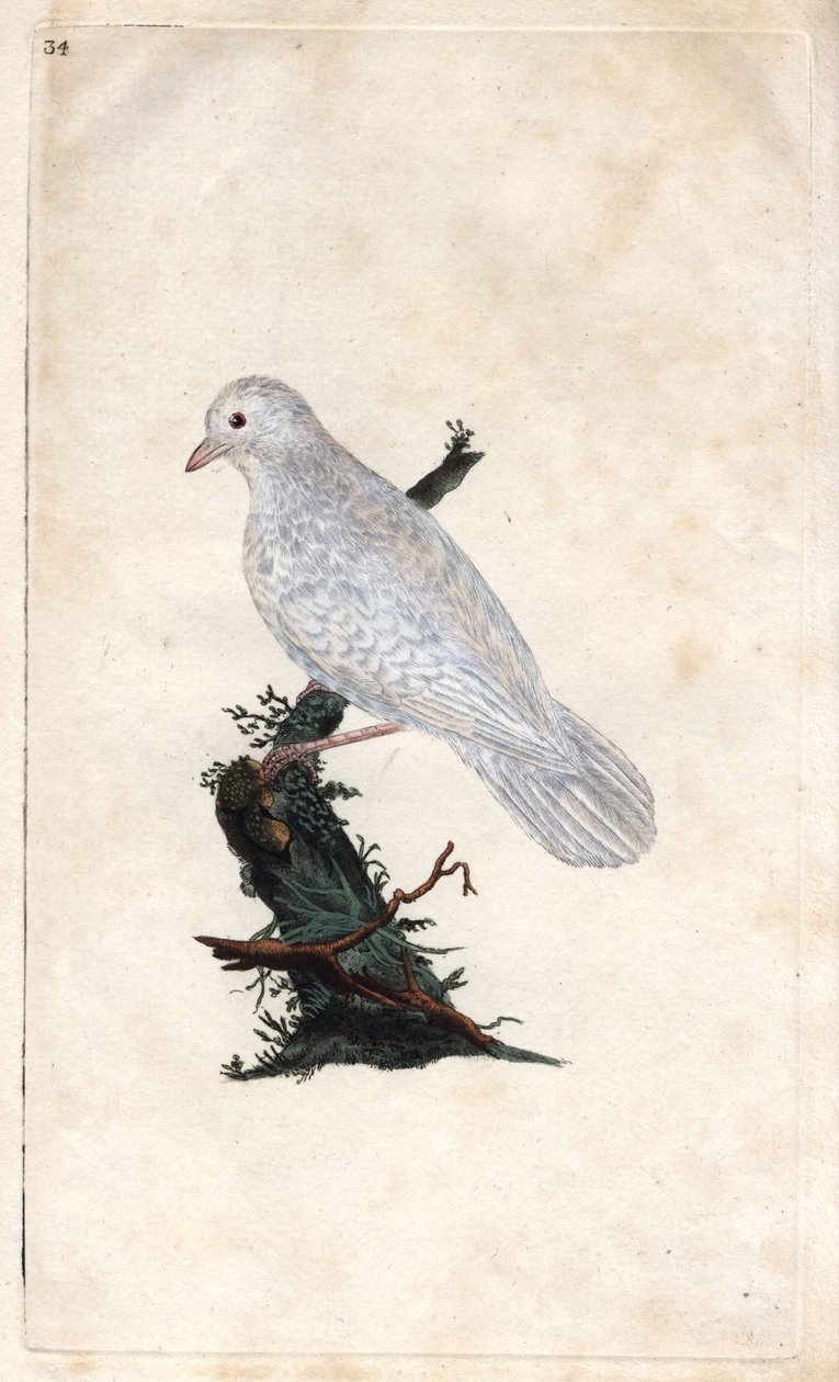 Chenes Jay. Garrulus glandarius. Gravura em cobre de Edward Donovan (1768-1837), publicada na Histoire naturelle des oiseaux britanniques, Londres. de Edward Donovan