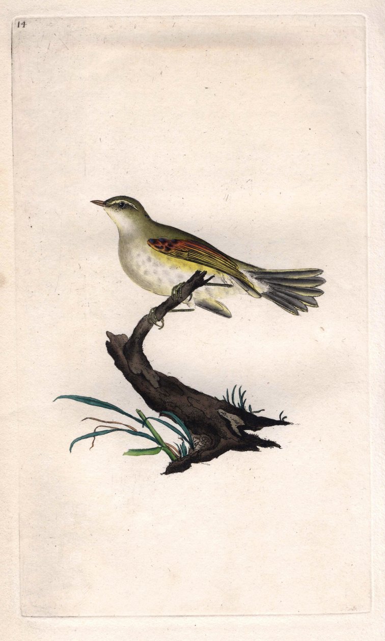 Pele de frango. Phylloscopus trochilus (Motacilla trochilus). Gravura em cobre de Edward Donovan (1768-1837), publicada na Histoire naturelle des oiseaux britanniques, Londres. de Edward Donovan