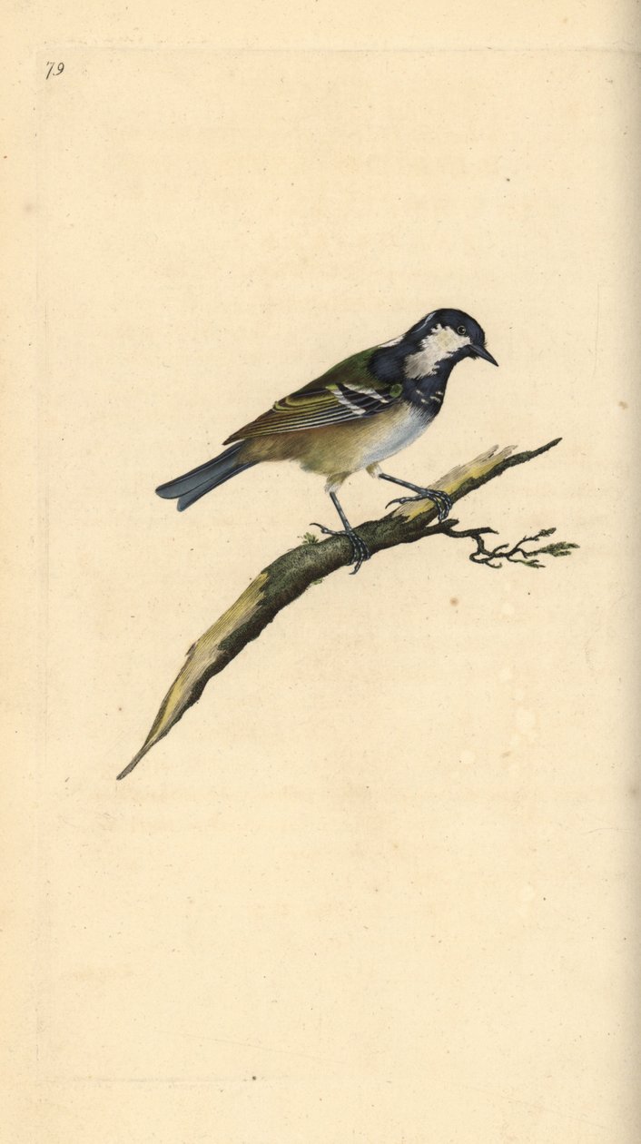 Carrega-o, Periparus ater. Placa de cobre colorida à mão, desenhada e gravada por Edward Donovan a partir de sua própria "Natural History of British Birds", Londres. de Edward Donovan