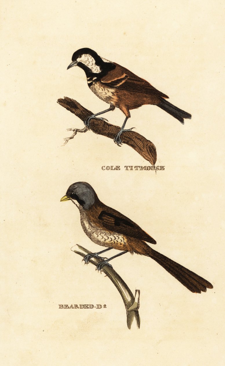 Chapim de carvão, Parus ater, e chanfro barbudo, Panurus biarmicus de Edward Donovan