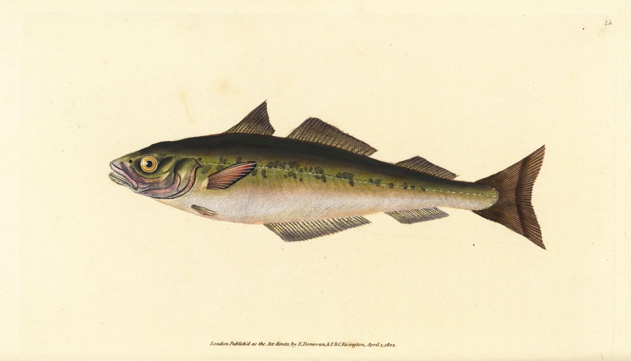 Escamudo ou escamudo, Pollachius virens (Gadus carbonarius). Placa de cobre colorida à mão, desenhada e gravada por Edward Donovan a partir de sua História Natural dos Peixes Britânicos, Donovan e F.C. e J. Rivington, Londres. de Edward Donovan