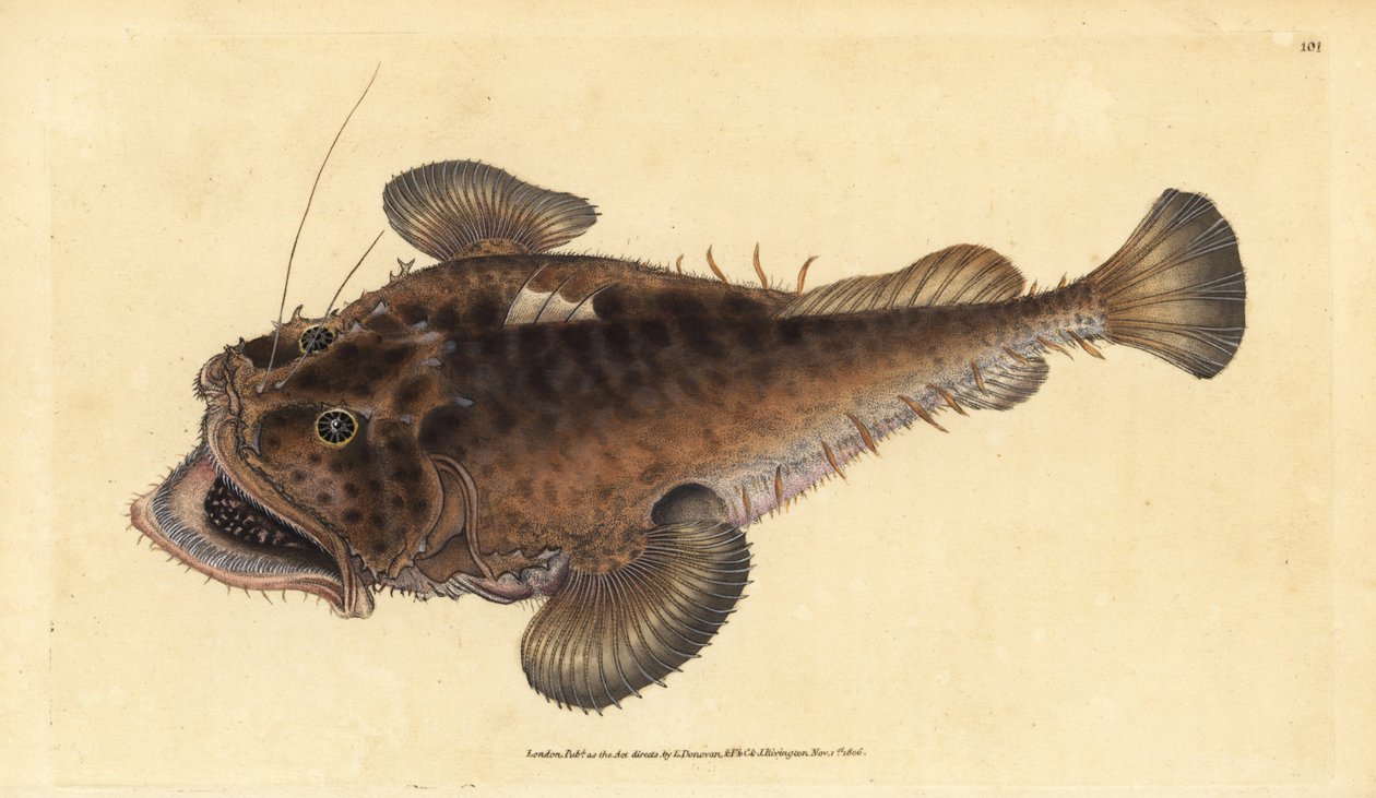 Peixe pescador comum, Lophius piscatorius. Placa de cobre colorida à mão desenhada e gravada por Edward Donovan a partir de sua História Natural dos Peixes Britânicos, Donovan e F.C. e J. Rivington, Londres. de Edward Donovan