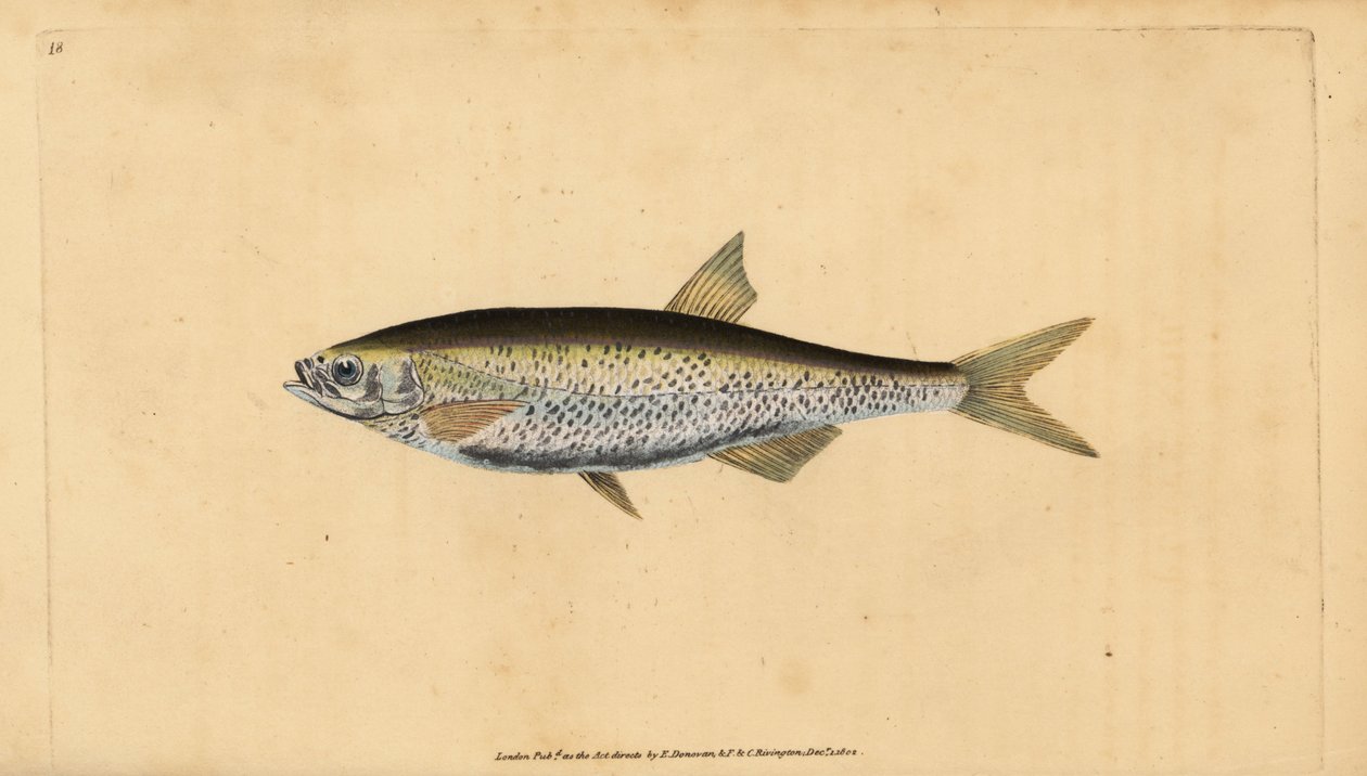 Alburnus alburnus alburnus (Cyprinus alburnus alburnus), um alburno comum. Placa de cobre colorida à mão desenhada e gravada por Edward Donovan da sua História Natural dos Peixes Britânicos, Donovan e F.C. e J. Rivington, Londres. de Edward Donovan