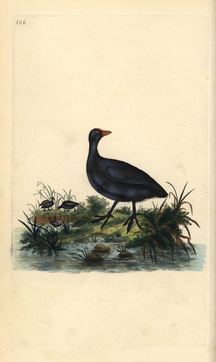 Galeirão comum, Fulica atra. Placa de cobre colorida à mão, desenhada e gravada por Edward Donovan a partir de sua própria "Natural History of British Birds", Londres de Edward Donovan