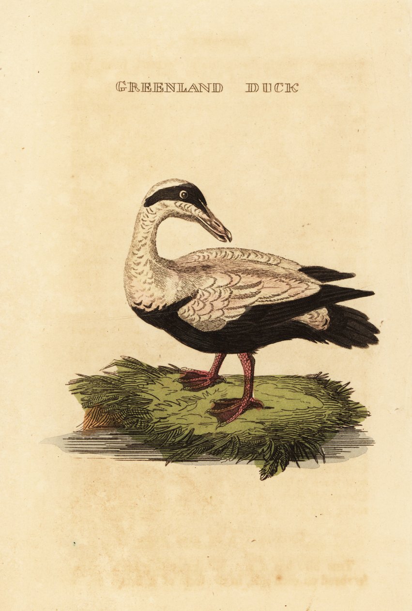 Sidra comum, Somateria mollissima de Edward Donovan