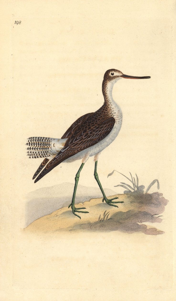 Greenshank comum, Tringa nebularia. Placa de cobre colorida à mão, desenhada e gravada por Edward Donovan a partir de sua própria "Natural History of British Birds", Londres. de Edward Donovan