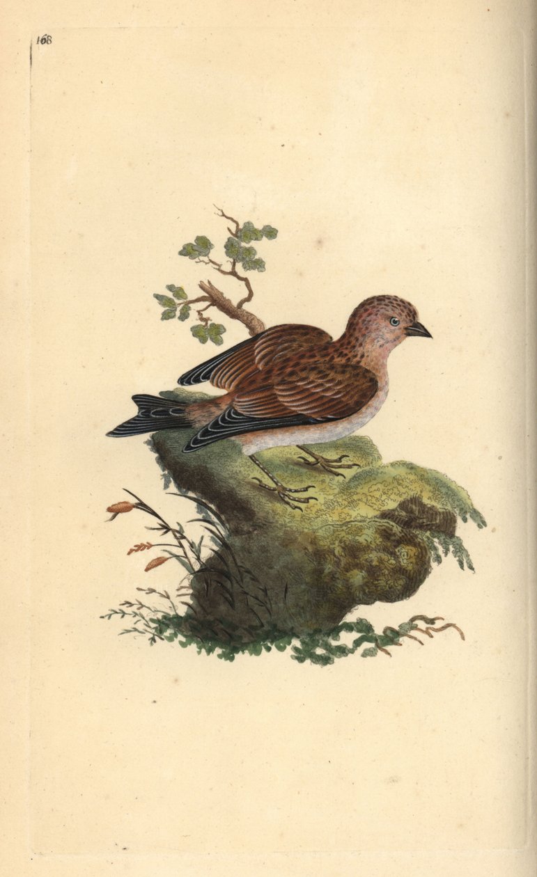 Tinteiro cinzento comum, Carduelis cannabina. Placa de cobre colorida à mão, desenhada e gravada por Edward Donovan a partir de sua própria "Natural History of British Birds", Londres. de Edward Donovan