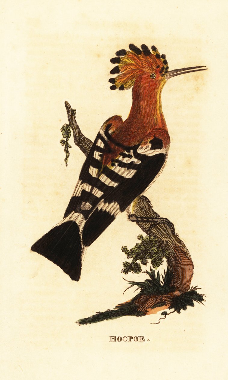 Hoopoe comum, Upupa epops de Edward Donovan