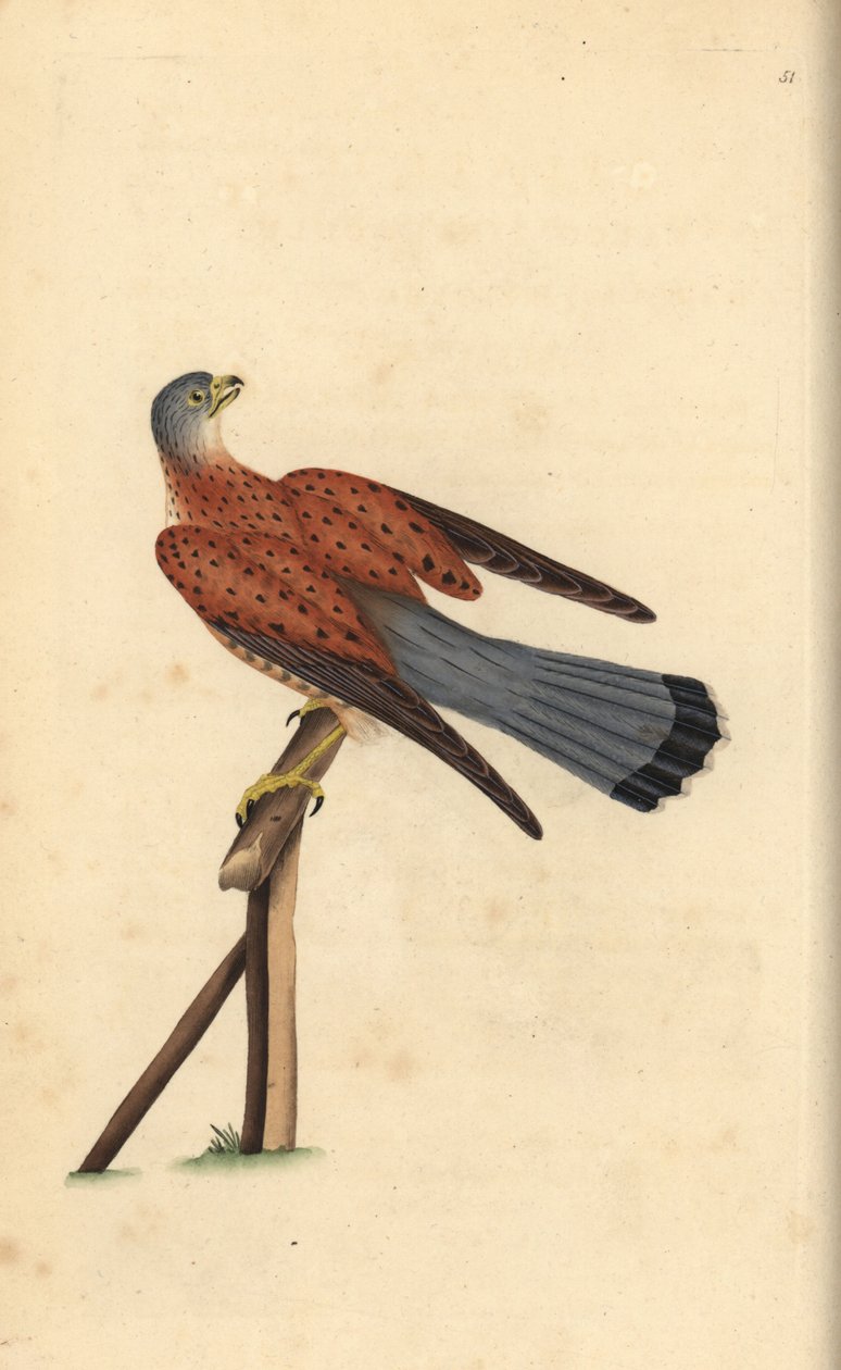 Peneireiro comum, Falco tinnunculus. Placa de cobre colorida à mão desenhada e gravada por Edward Donovan a partir de sua própria "Natural History of British Birds", Londres. de Edward Donovan