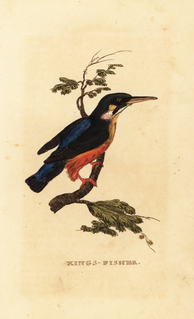 Guarda-rios comum, Alcedo atthis de Edward Donovan