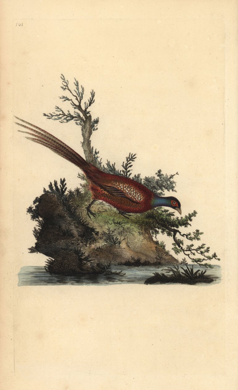 Faisão comum, Phasianus colchicus. Placa de cobre colorida à mão, desenhada e gravada por Edward Donovan a partir de sua própria "Natural History of British Birds", Londres. de Edward Donovan