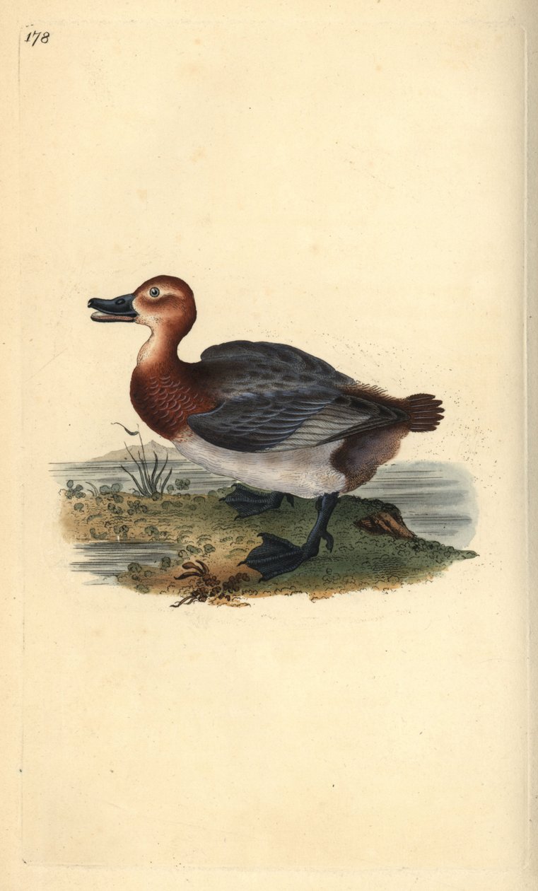 Pombalinho comum ou ruivo, Aythra ferina (fêmea). Placa de cobre colorida à mão desenhada e gravada por Edward Donovan a partir de sua própria "Natural History of British Birds", Londres. de Edward Donovan