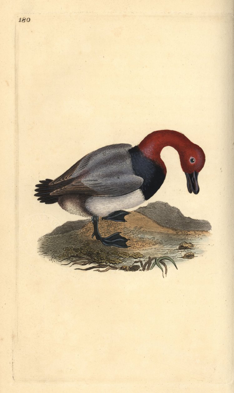 Pombalinho comum ou ruivo, Aythra ferina (macho). Placa de cobre colorida à mão desenhada e gravada por Edward Donovan a partir de sua própria "Natural History of British Birds", Londres. de Edward Donovan