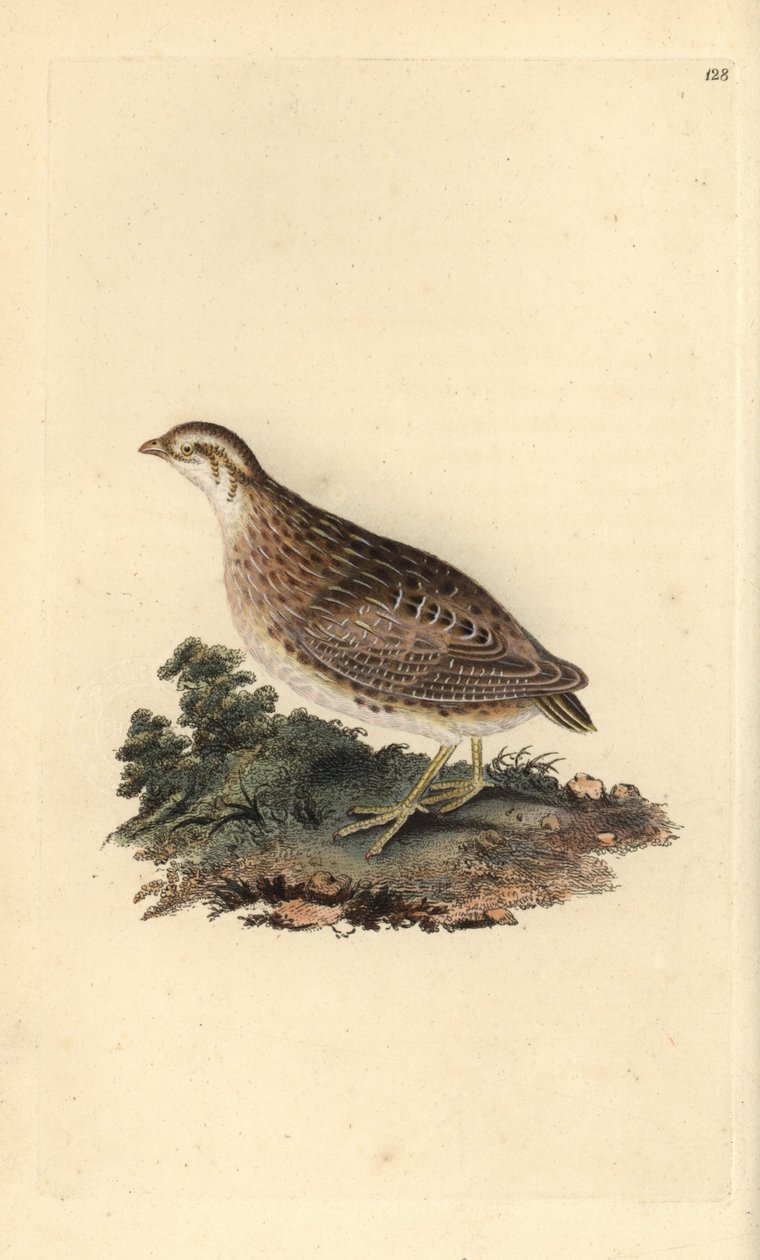 Codorniz comum, Coturnix coturnix. Placa de cobre colorida à mão desenhada e gravada por Edward Donovan a partir da sua própria "História Natural das Aves Britânicas" (1794-1819). Edward Donovan (1768-1837) foi um zoólogo amador anglo-irlandês, escritor, a de Edward Donovan