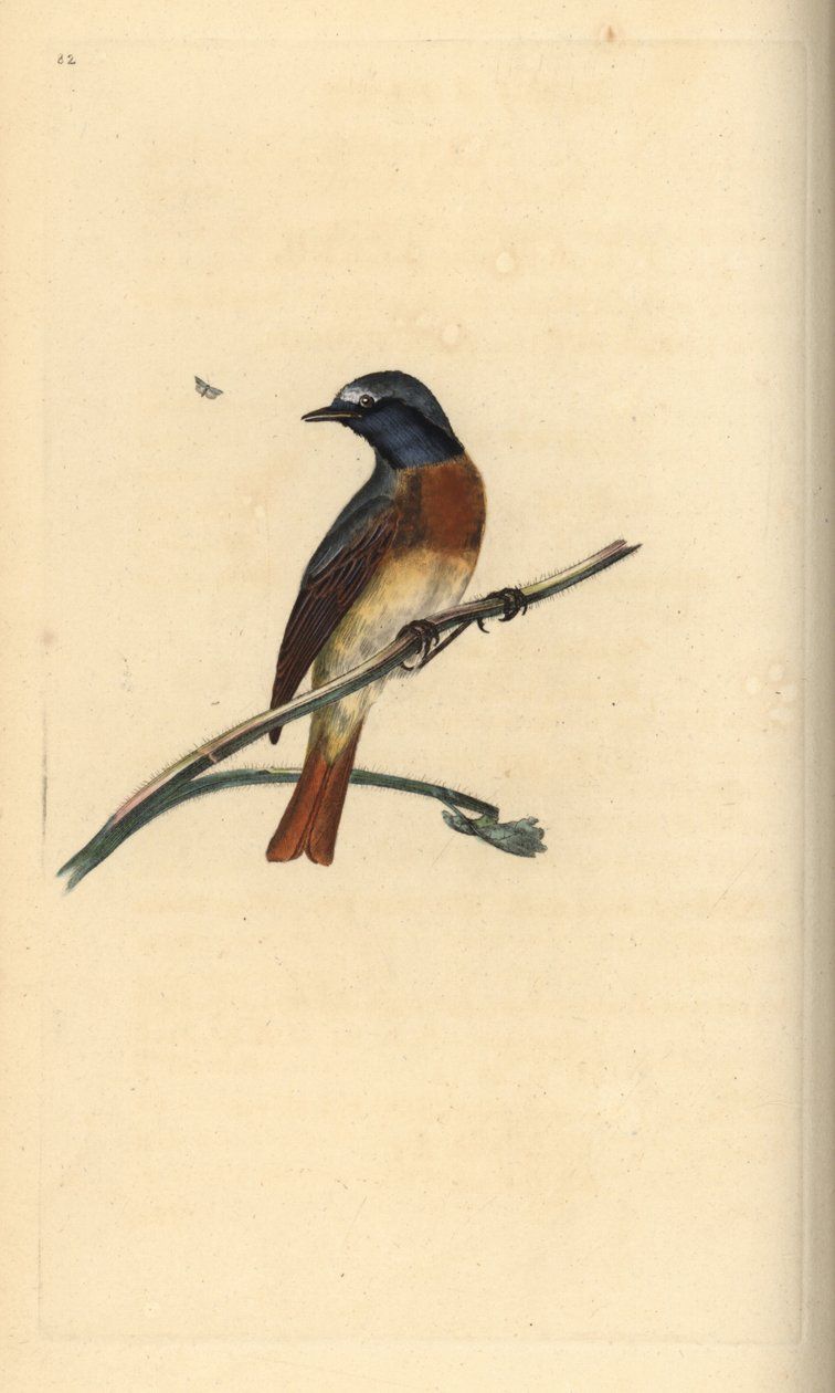 Redstart comum, Phoenicurus phoenicurus. Placa de cobre colorida à mão, desenhada e gravada por Edward Donovan a partir de sua própria "Natural History of British Birds", Londres. de Edward Donovan