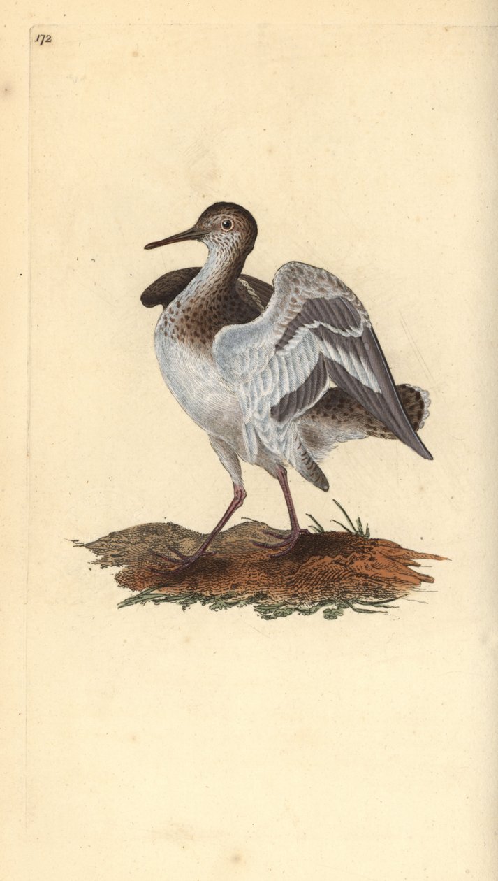 Limpador de areia comum, Actitis hypoleucos. Placa de cobre colorida à mão, desenhada e gravada por Edward Donovan a partir de sua própria "Natural History of British Birds", Londres. de Edward Donovan