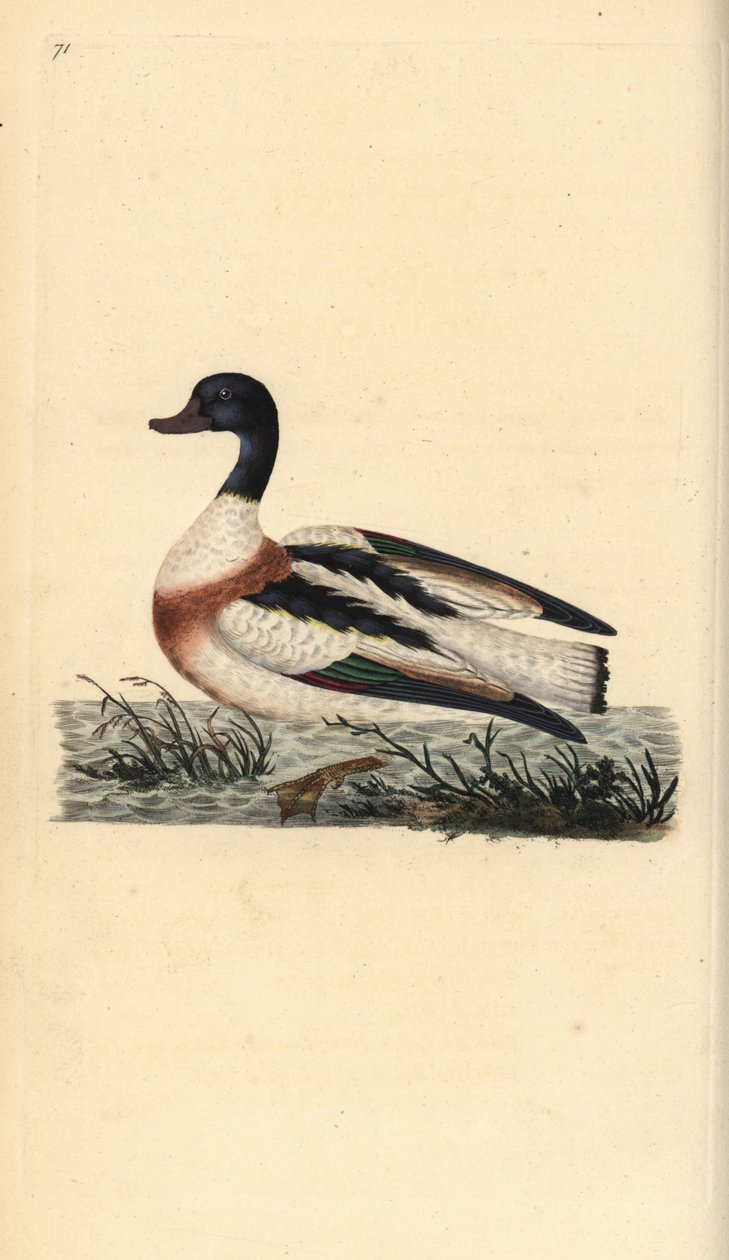 Pato comum, Tadorna tadorna. Placa de cobre colorida à mão, desenhada e gravada por Edward Donovan a partir de sua própria "Natural History of British Birds", Londres. de Edward Donovan