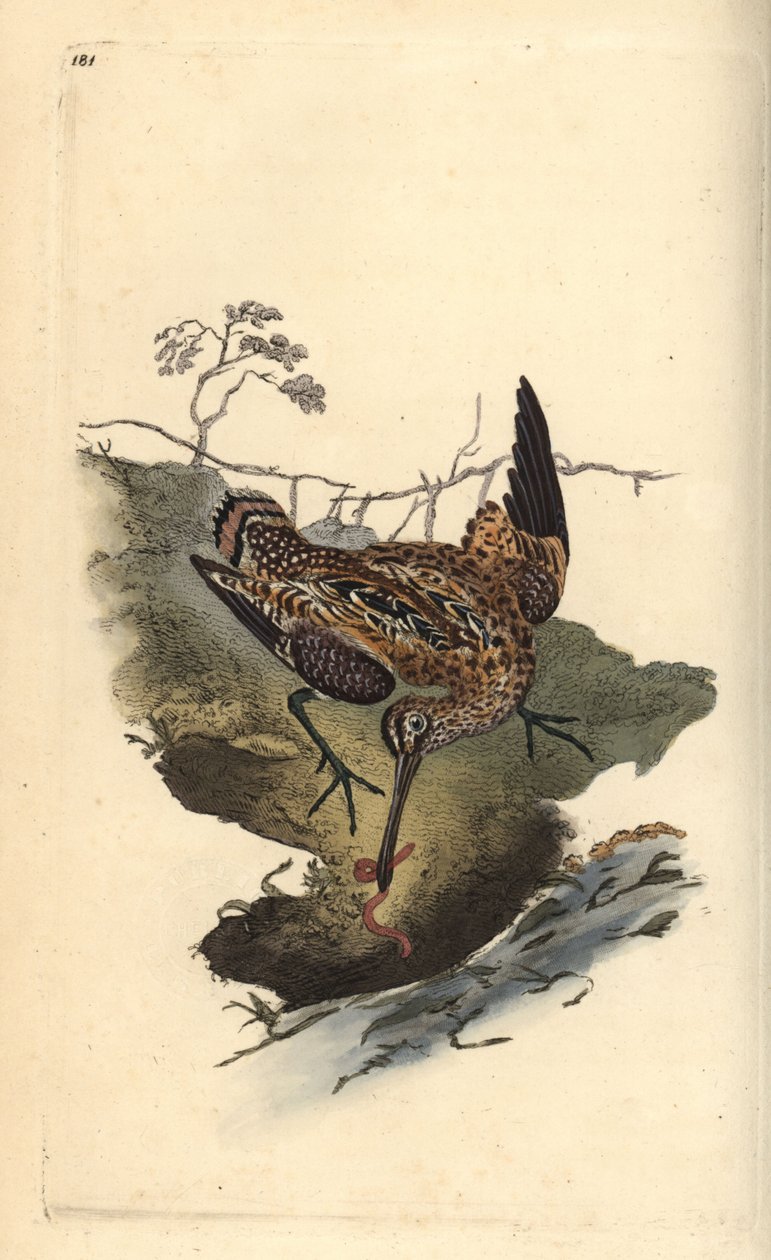 Narceja comum, Gallinago gallinago, a apanhar uma minhoca. Placa de cobre colorida à mão, desenhada e gravada por Edward Donovan a partir de sua própria "Natural History of British Birds," Londres de Edward Donovan