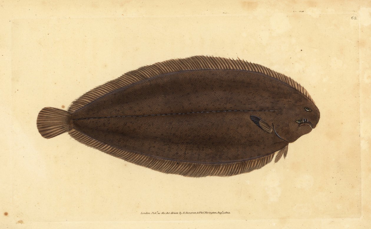 Solha comum ou solha de Dover, Solea solea (Pleuronectes solea). Placa de cobre colorida à mão desenhada e gravada por Edward Donovan da sua História Natural dos Peixes Britânicos, Donovan e F.C. e J. Rivington, Londres de Edward Donovan