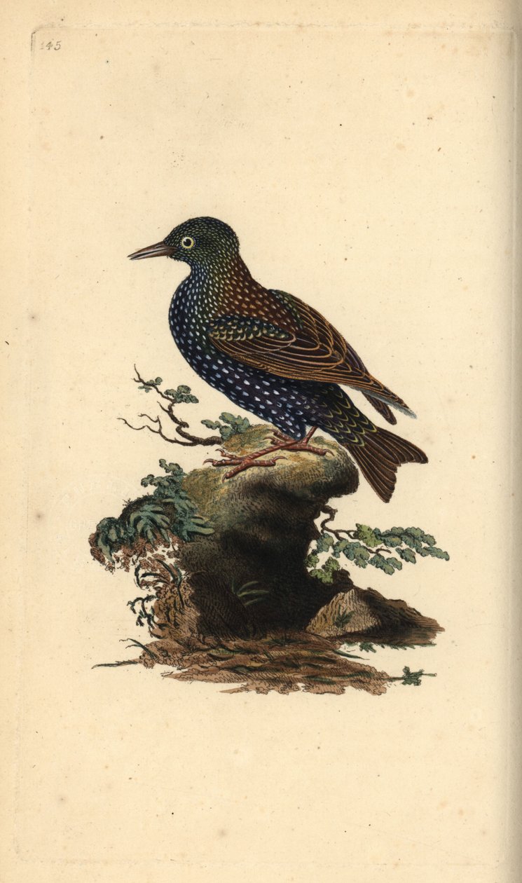 Estorninho vulgar, Sturnus vulgaris. Placa de cobre colorida à mão, desenhada e gravada por Edward Donovan a partir de sua própria "Natural History of British Birds", Londres. de Edward Donovan