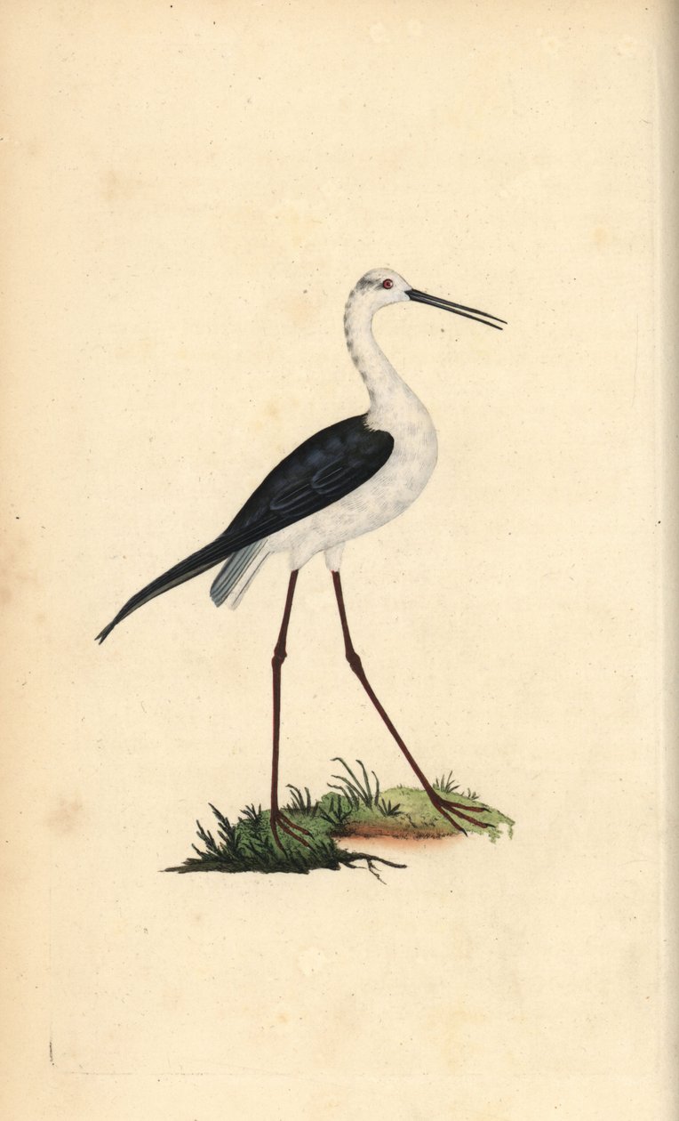 Um pernil comum, Himantopus himantopus. Placa de cobre colorida à mão, desenhada e gravada por Edward Donovan a partir de sua própria "Natural History of British Birds", Londres. de Edward Donovan