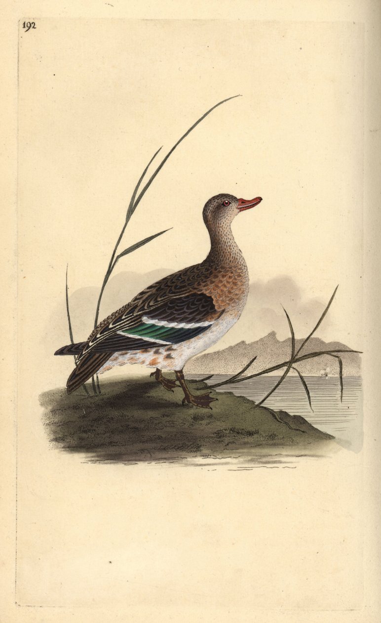 Marreco comum, Anas crecca, fêmea. Placa de cobre colorida à mão, desenhada e gravada por Edward Donovan a partir de sua própria "Natural History of British Birds", Londres. de Edward Donovan