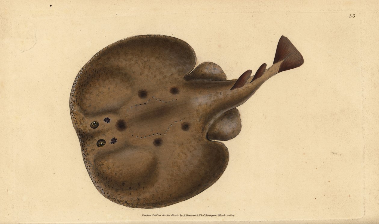 Torpedo comum ou raio elétrico com olhos, torpedo Raja. Placa de cobre colorida à mão desenhada e gravada por Edward Donovan a partir de sua História Natural dos Peixes Britânicos, Donovan e F.C. e J. Rivington, Londres. de Edward Donovan