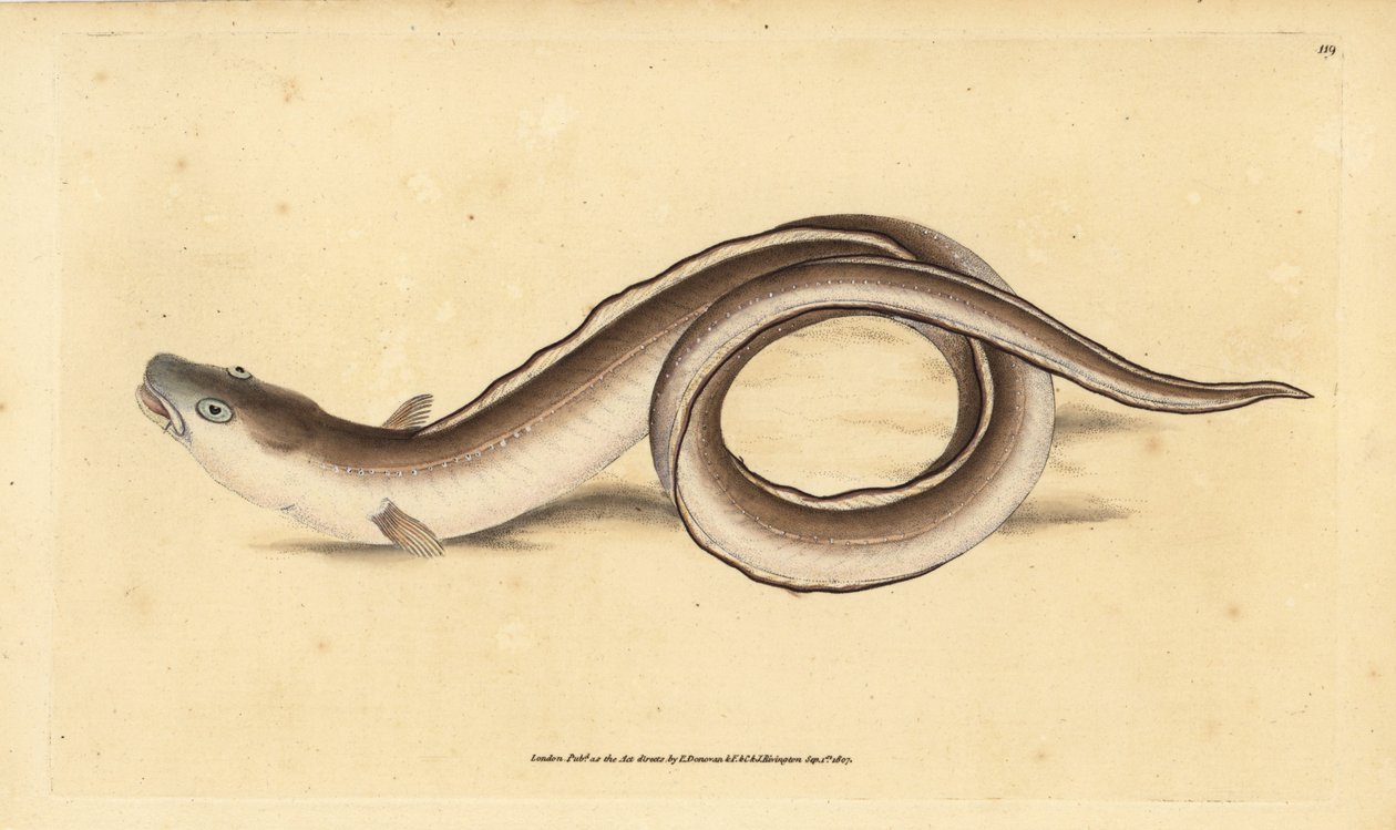 Conger e enguia, Muraena conger. Placa de cobre colorida à mão, desenhada e gravada por Edward Donovan a partir de sua História Natural dos Peixes Britânicos, Donovan e F.C. e J. Rivington, Londres. de Edward Donovan