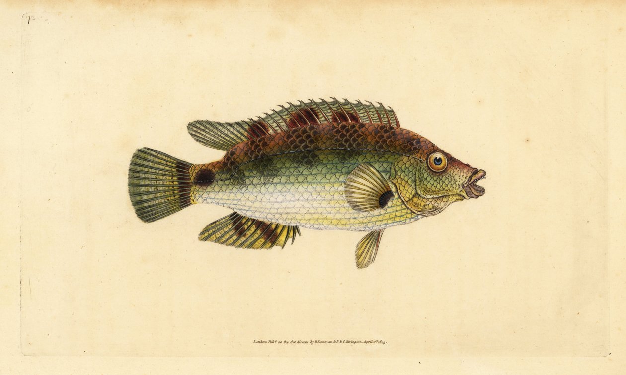 Corkwing wrasse, Symphodus melops (Goldfinny, Labrus cornubius). Placa de cobre colorida à mão, desenhada e gravada por Edward Donovan a partir de sua História Natural dos Peixes Britânicos, Donovan e F.C. e J. Rivington, Londres. de Edward Donovan
