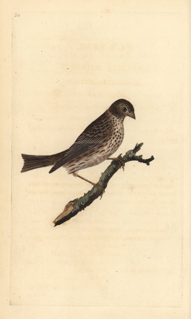 Corn bunting, Miliaria calandra. Placa de cobre colorida à mão, desenhada e gravada por Edward Donovan a partir de sua própria "Natural History of British Birds", Londres. de Edward Donovan
