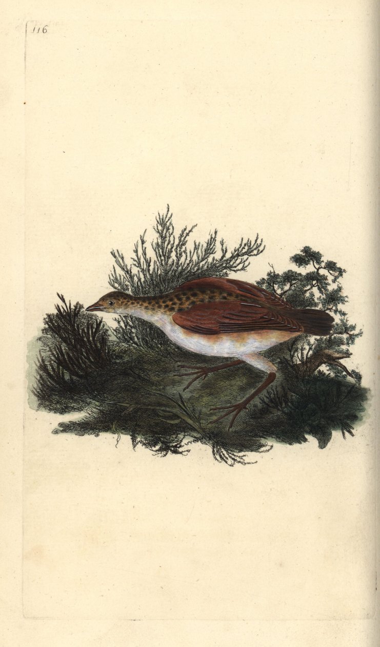 Corn crake, Crex crex. Quase ameaçado. Placa de cobre colorida à mão, desenhada e gravada por Edward Donovan a partir de sua própria "Natural History of British Birds", Londres. de Edward Donovan