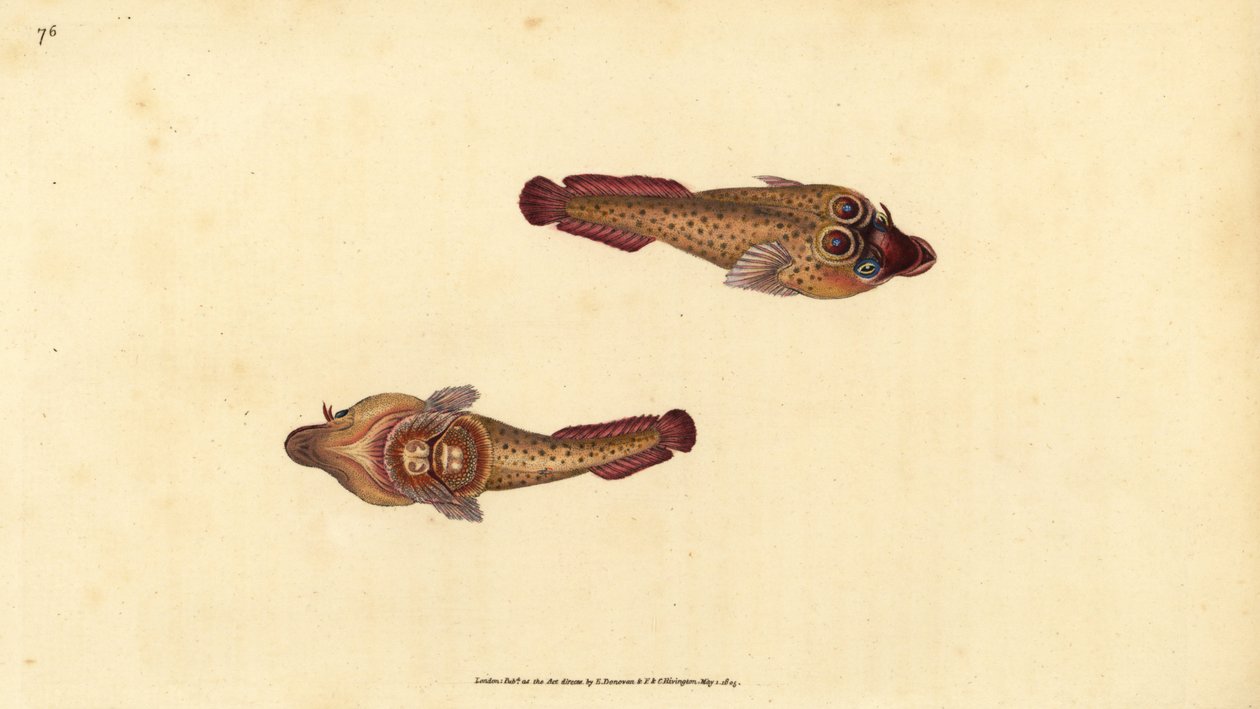Ventosa da Cornualha, Lepadogaster purpurea (Ventosa ocelada, Cyclopterus ocellatus). Placa de cobre colorida à mão, desenhada e gravada por Edward Donovan a partir de sua História Natural dos Peixes Britânicos, Donovan e F.C. e J. Rivington, Londres. de Edward Donovan