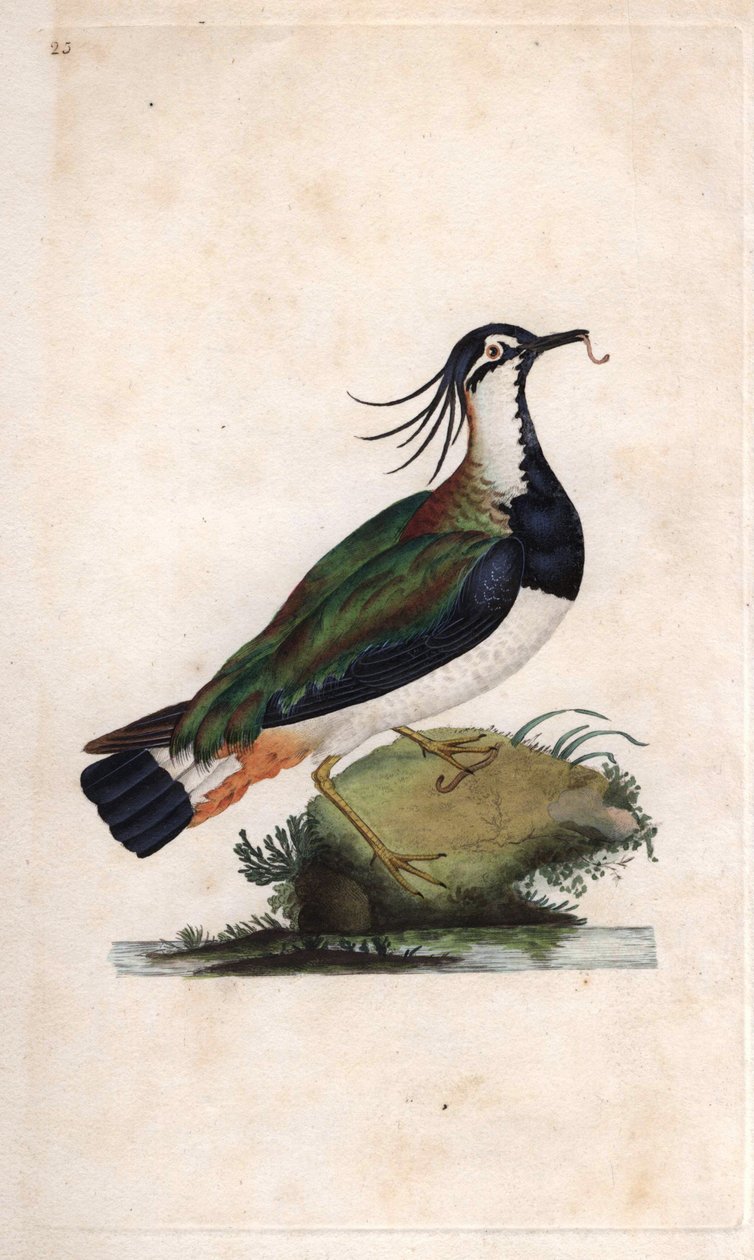 Cuppe Lapwing. Vanellus vanellus (Tringa vanellus). Gravura em cobre de Edward Donovan (1768-1837), publicada em Natural History of British Birds, Londres de Edward Donovan
