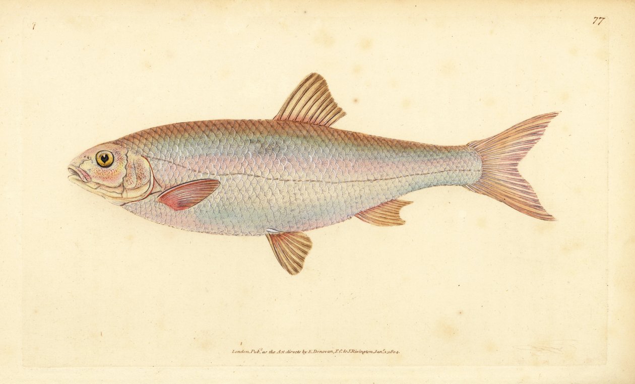 Dace, Leuciscus leuciscus (Cyprinus leuciscus). Placa de cobre colorida à mão desenhada e gravada por Edward Donovan da sua História Natural dos Peixes Britânicos, Donovan e F.C. e J. Rivington, Londres de Edward Donovan