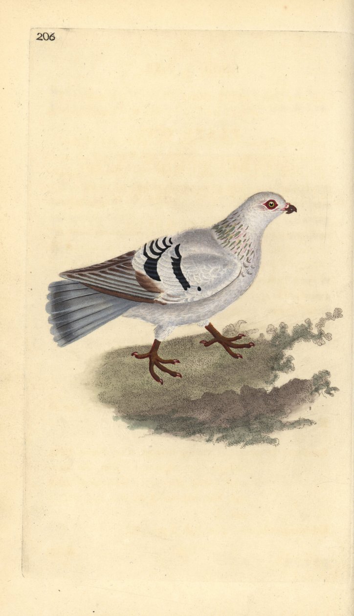 Pombo doméstico, Columba livia domestica. Placa de cobre colorida à mão desenhada e gravada por Edward Donovan a partir de sua própria "Natural History of British Birds", Londres de Edward Donovan