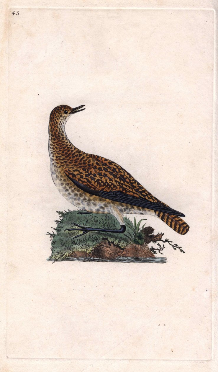 Dore plover. Pluvialis apricaria (Charadrius pluvialis). Gravura em cobre de Edward Donovan (1768-1837), publicada em Natural History of British Birds, Londres de Edward Donovan