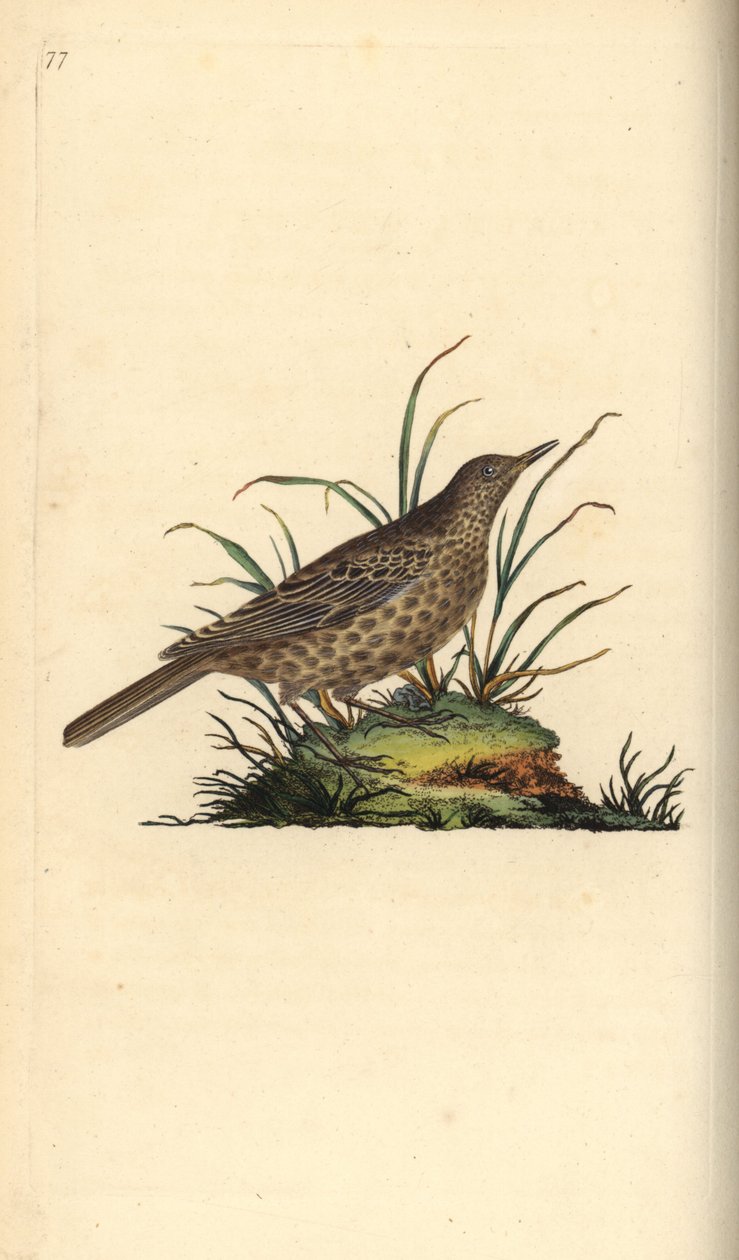 Cotovia escura, Pinarocorys nigricans. Placa de cobre colorida à mão desenhada e gravada por Edward Donovan a partir de sua própria "Natural History of British Birds", Londres de Edward Donovan
