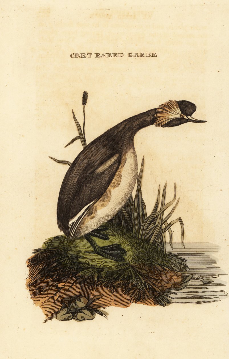 Gansa-dos-cornos, adulto, Podiceps auritus de Edward Donovan