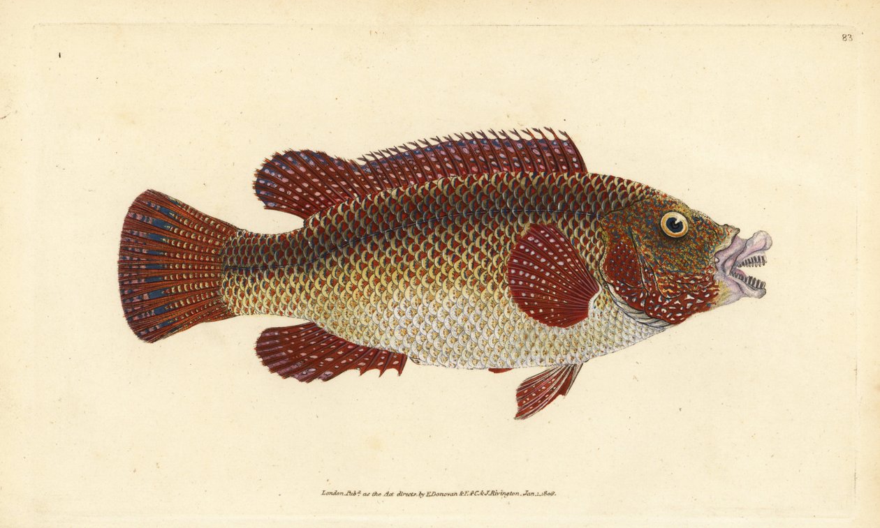 Lixo do pavão do Atlântico Leste, Symphodus tinca (Lixo antigo ou velha esposa, Labrus tinca). Placa de cobre colorida à mão, desenhada e gravada por Edward Donovan a partir de sua História Natural dos Peixes Britânicos, Donovan e F.C. e J. Rivington, Lond de Edward Donovan