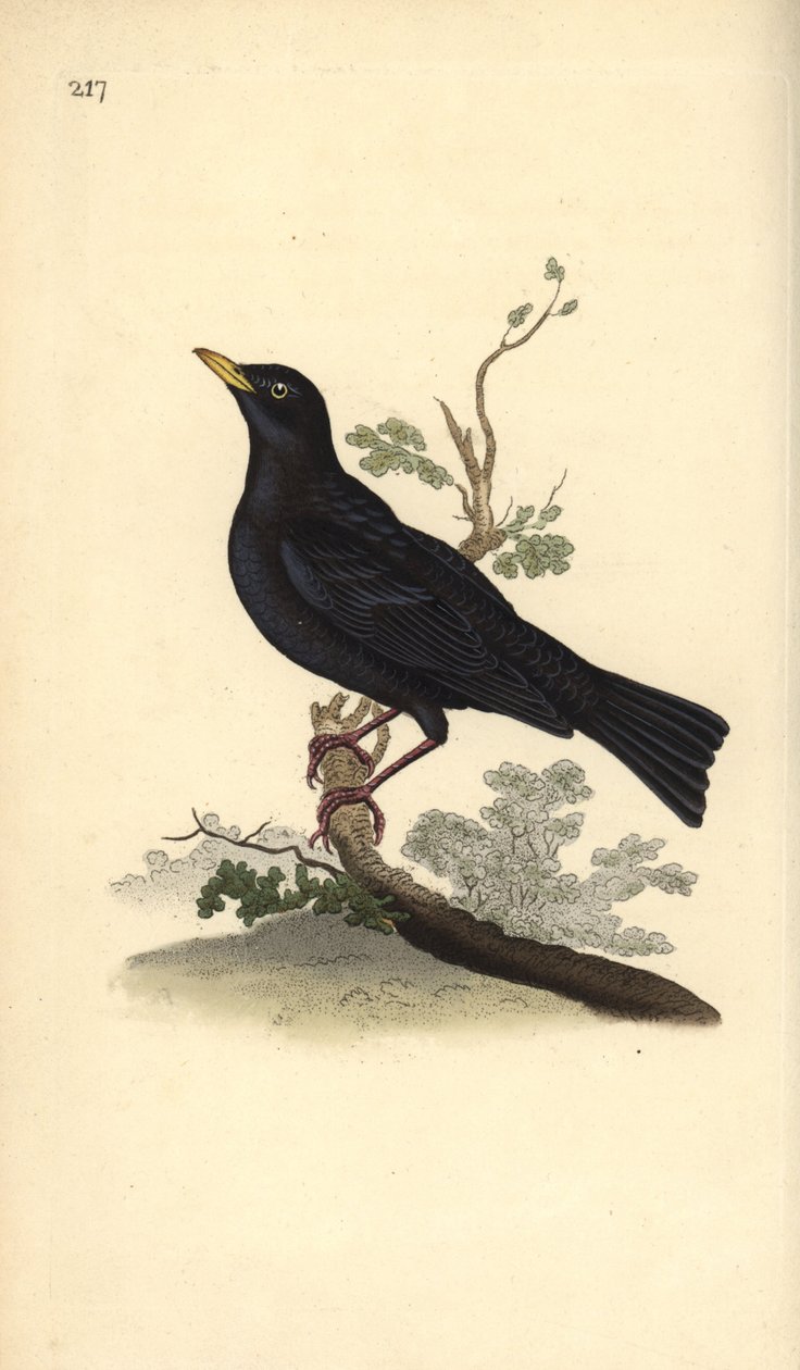 Pássaro negro eurasiático, Turdus merula. Placa de cobre colorida à mão, desenhada e gravada por Edward Donovan a partir de sua própria "Natural History of British Birds", Londres. de Edward Donovan