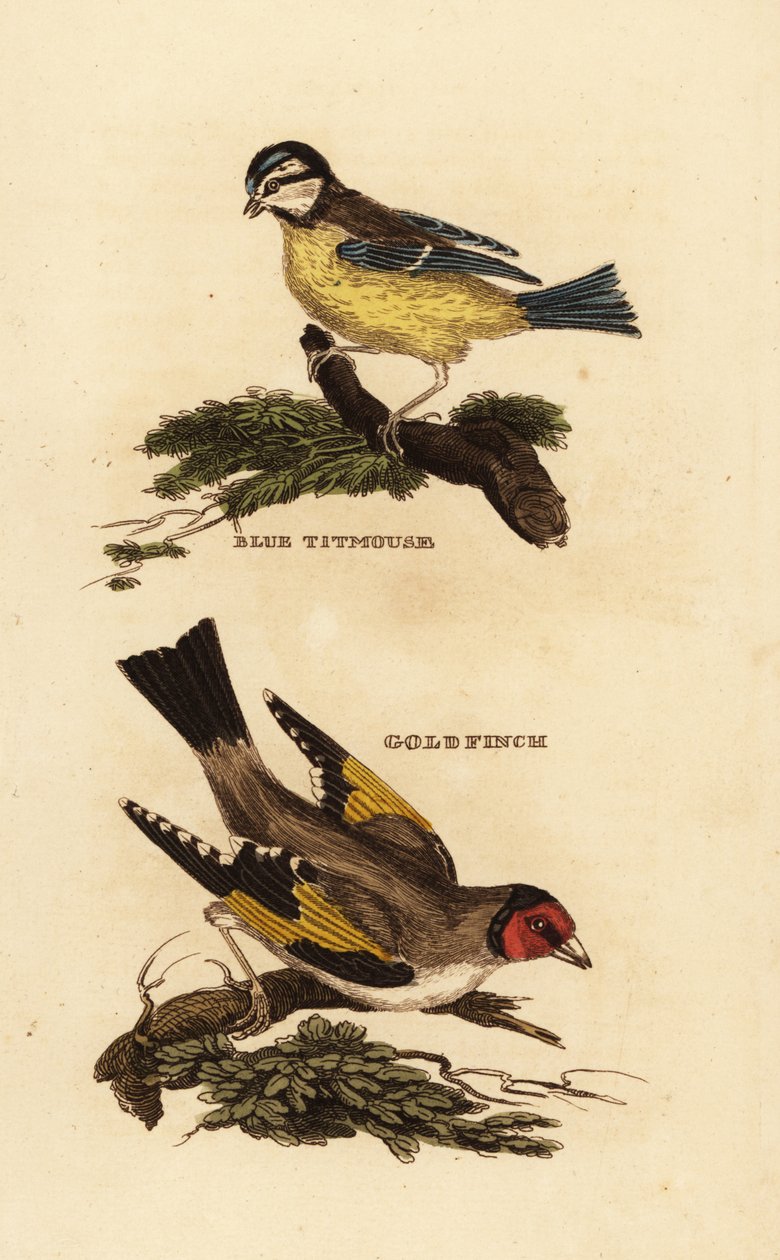 Mama azul eurasiática, Cyanistes caeruleus, e o pintassilgo europeu, Carduelis carduelis de Edward Donovan