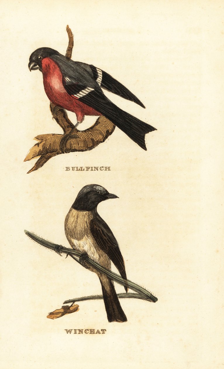 Touro eurasiático, pírrula pyrrhula, e whinchat, rubetra saxicola de Edward Donovan