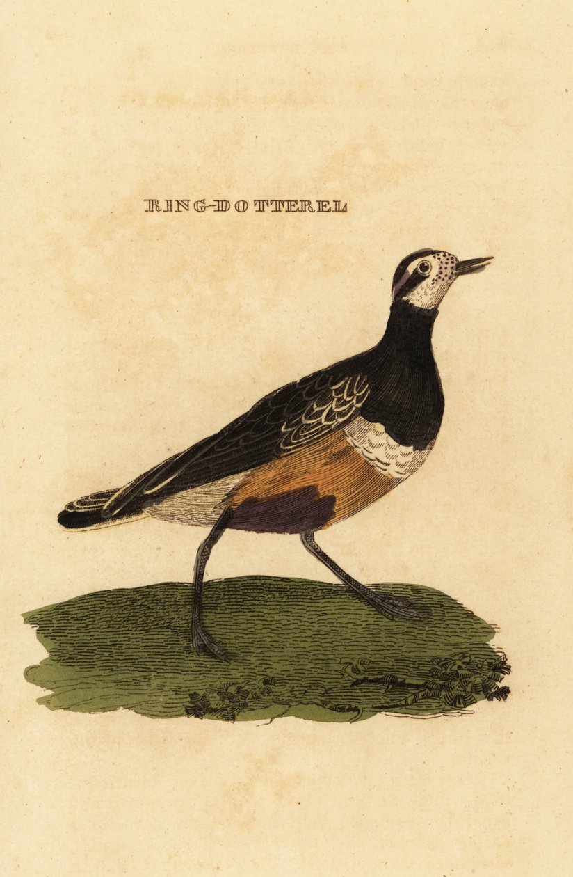 Eurasian yolky, Charadrius morinellus de Edward Donovan