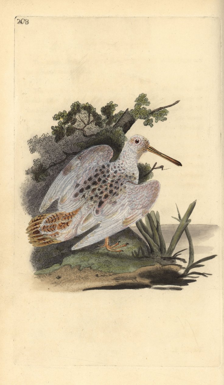 Galinhola de pé branco eurasiático, Scolopax rusticola. Placa de cobre colorida à mão, desenhada e gravada por Edward Donovan a partir de sua própria "Natural History of British Birds", Londres. de Edward Donovan