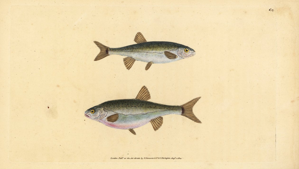 Eurasian minnow, Phoxinus phoxinus (Minow, Cyprinus phoxinus). Placa de cobre colorida à mão desenhada e gravada por Edward Donovan da sua História Natural dos Peixes Britânicos, Donovan e F.C. e J. Rivington, Londres. de Edward Donovan