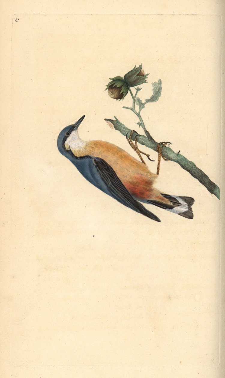 Eurasian nuthatch, Sitta europaea, numa aveleira, Corylus avellana. Placa de cobre colorida à mão, desenhada e gravada por Edward Donovan a partir de sua própria "Natural History of British Birds", Londres. de Edward Donovan