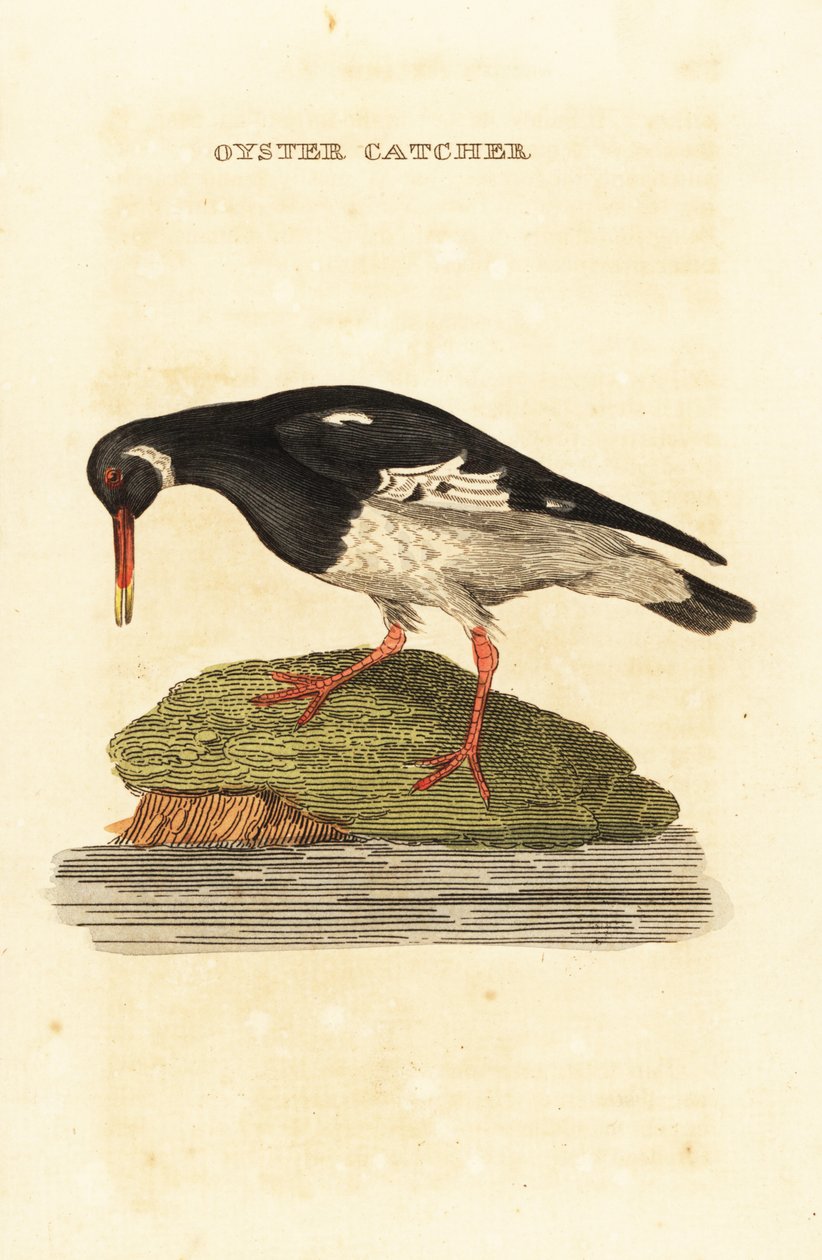 Ostracultor eurasiano, Haematopus ostralegus de Edward Donovan